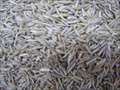 whole caraway